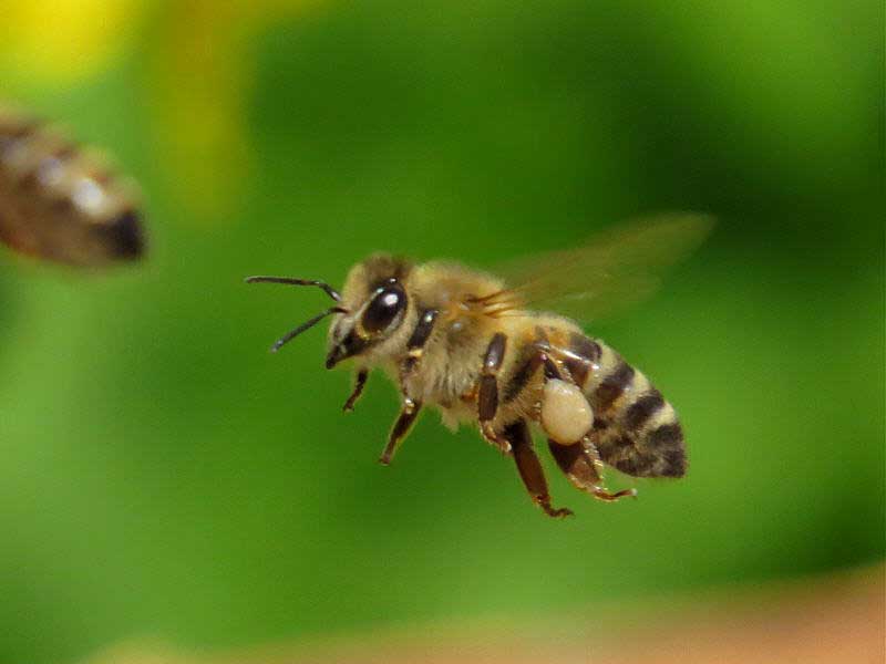 пчелы домашние