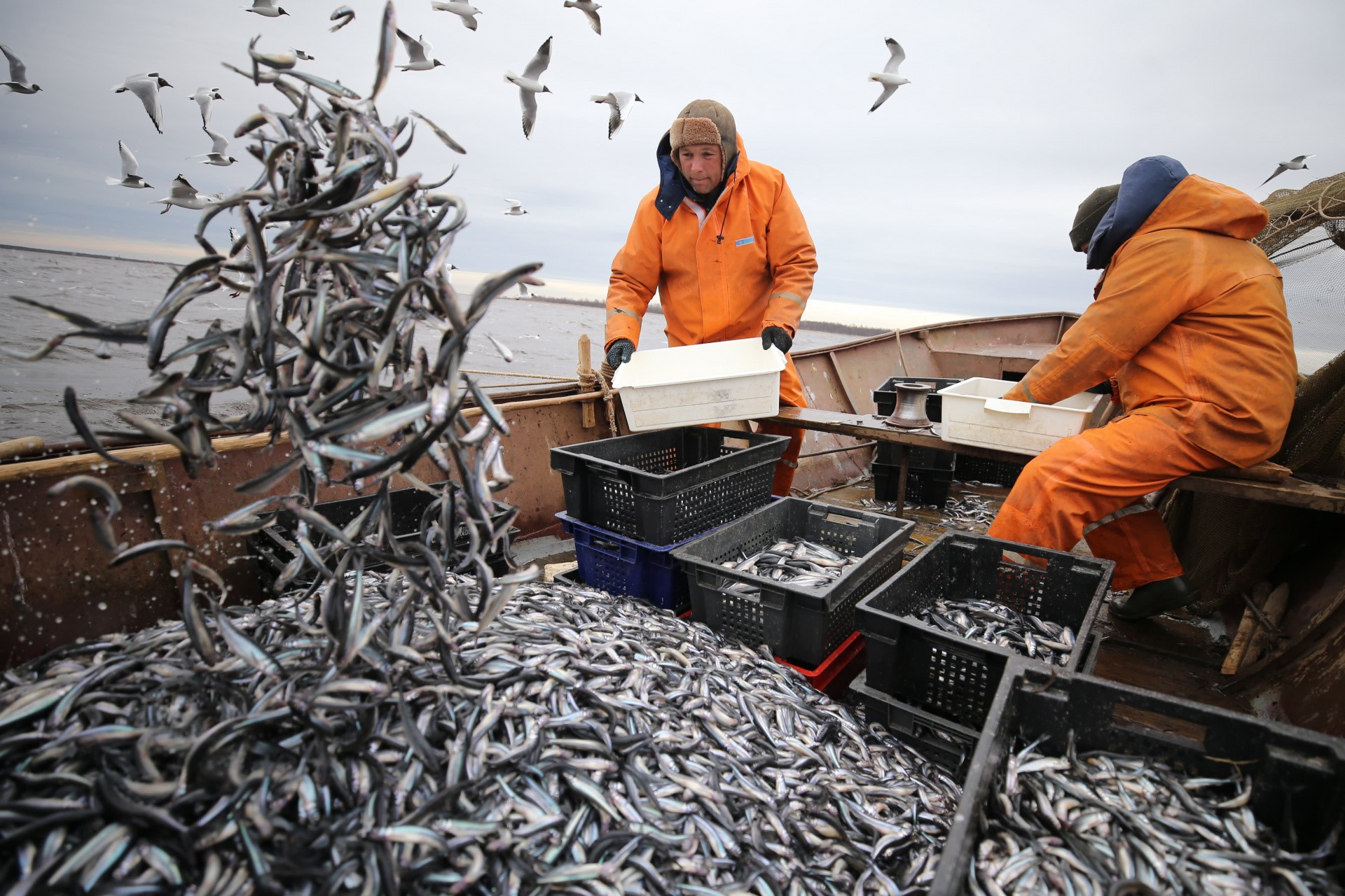 Законодательные нововведения в рыбной отрасли