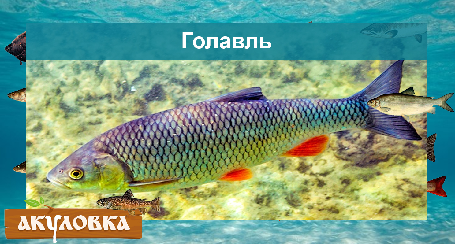 Речные рыбы Краснодарского края