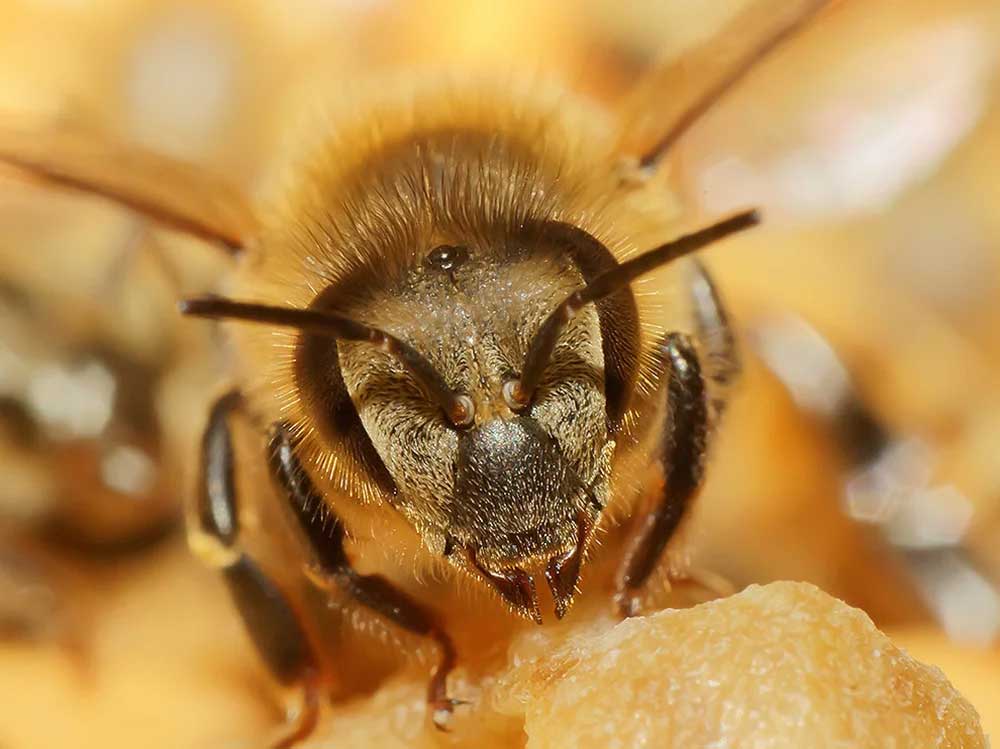 11 интересных фактов о пчёлах