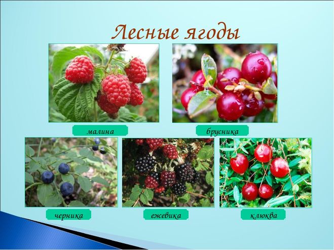 Мороша ягода лечебные свойства и противопоказания
