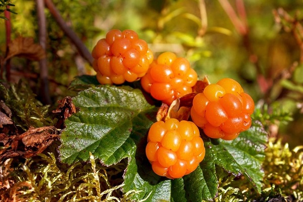 Морошка — 17 полезных свойств ягоды и противопоказания
