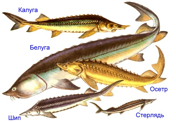 Рыба Названия Список Фото