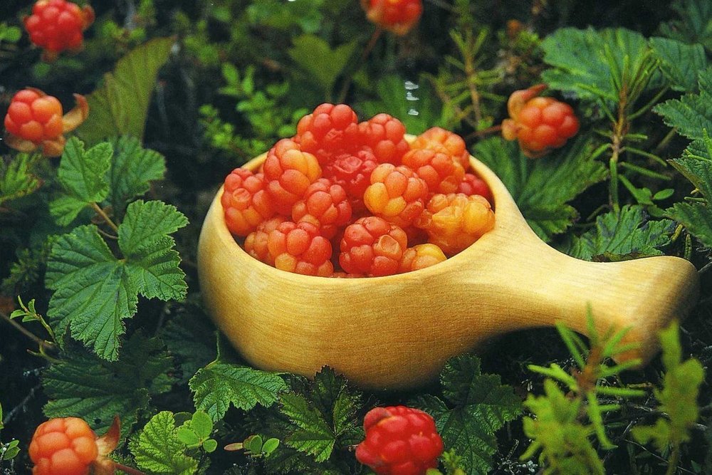 Мороша ягода лечебные свойства и противопоказания