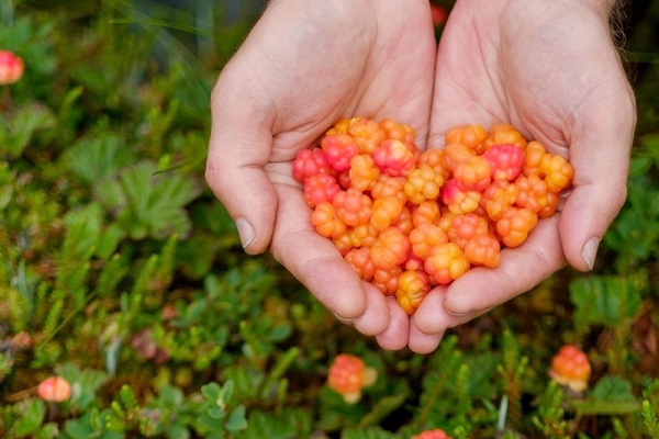 Удивительная польза свежей ягоды морошки