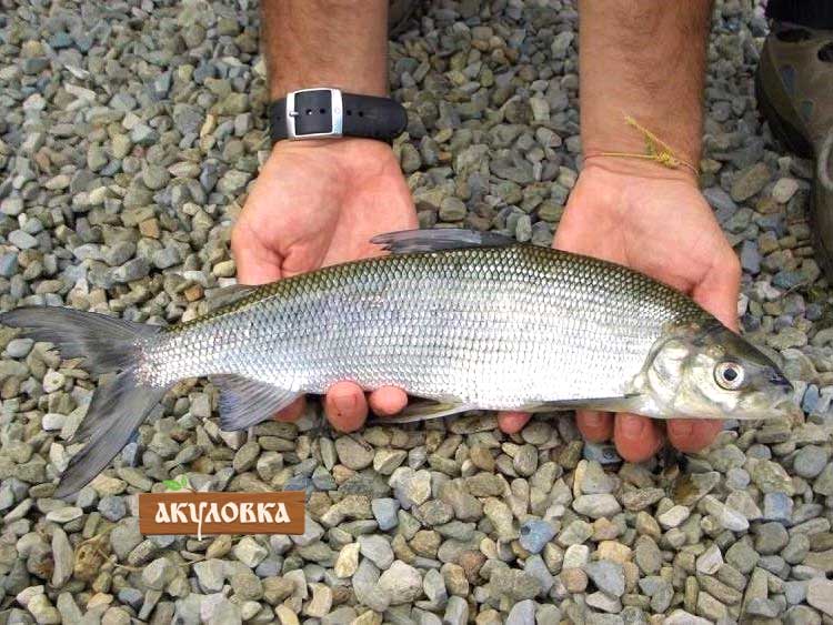 Что за рыба такая сиг — какие полезные свойства, 11 фактов о сиговых видах