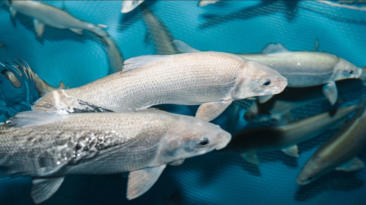 Как в Красноярском крае восстанавливают численность ценных видов рыб