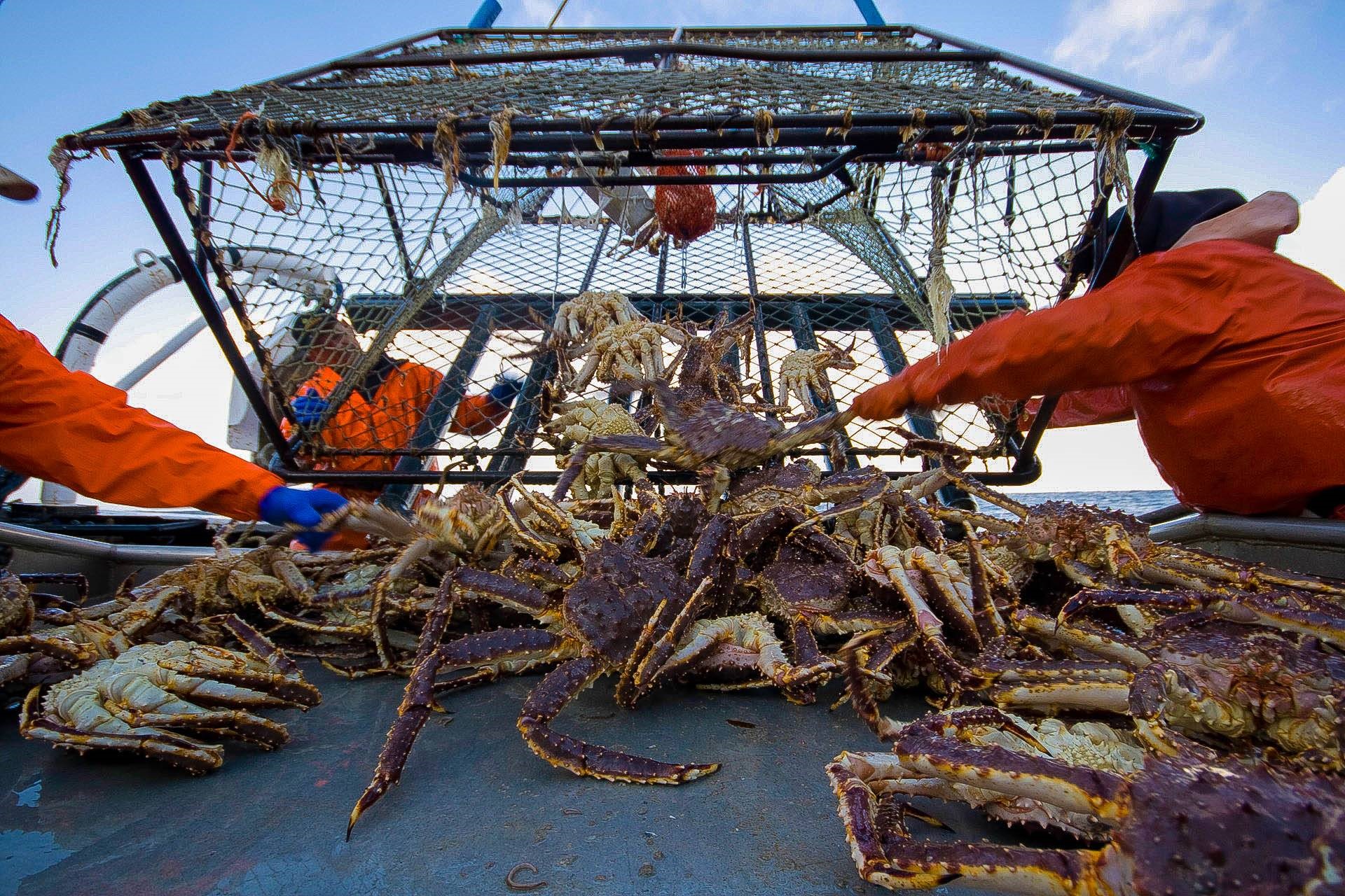 Запрет на морепродукты в Китае привел к сокращению импорта из Японии