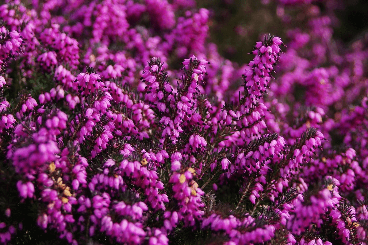 Вереск: описание цветка с фото