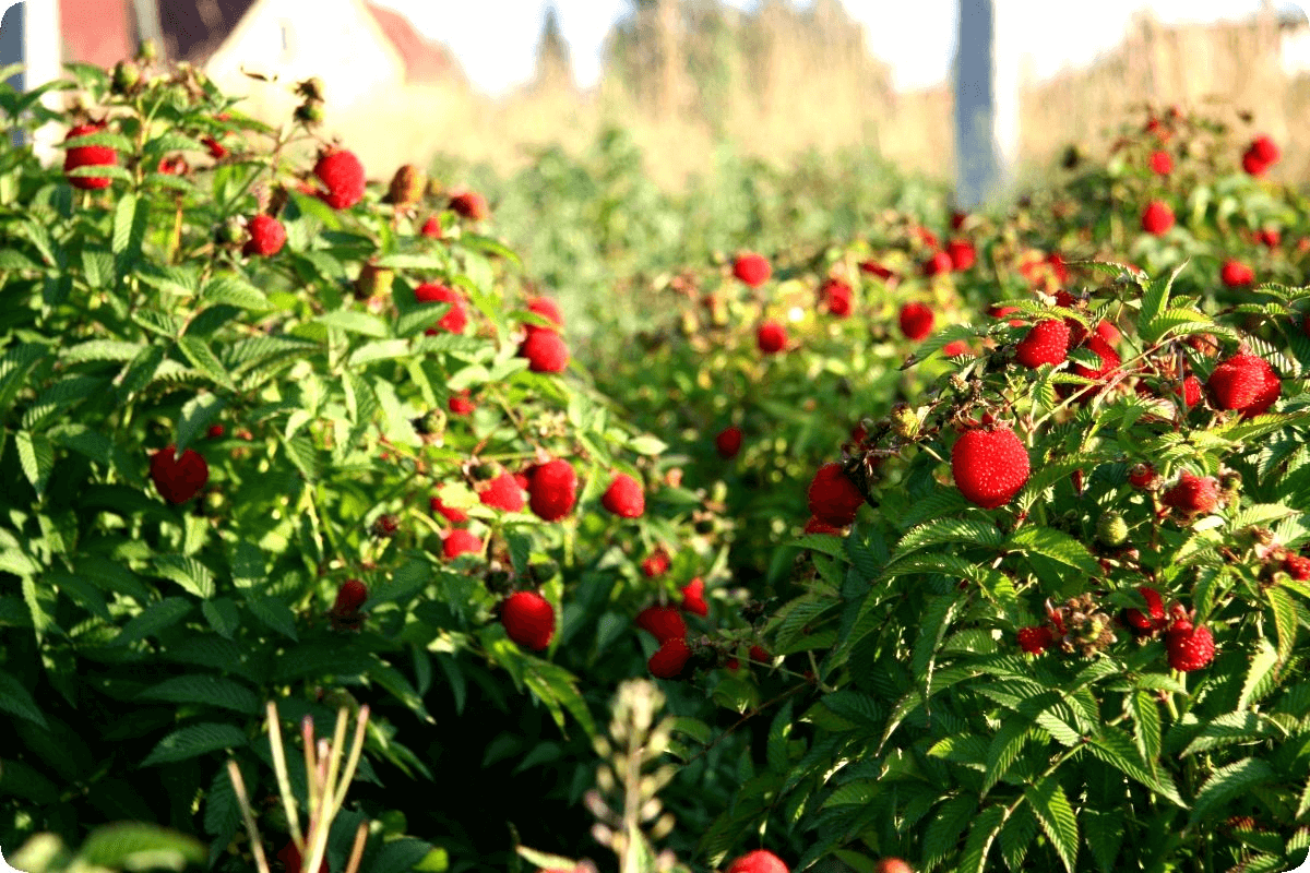 Сорта кустовой малины и их выращивание