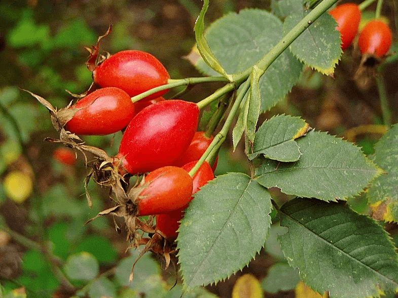 Шесть редких ягод, которые собирают в России. Их польза и правила употребления