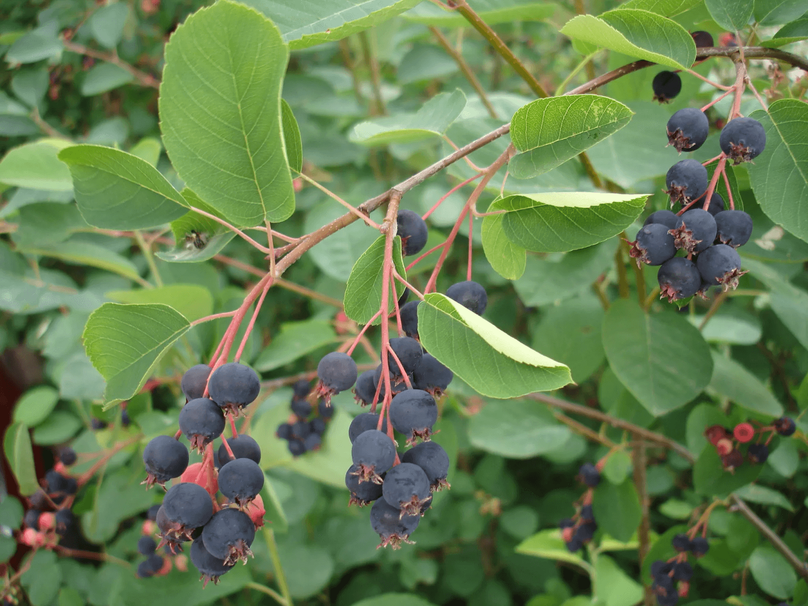 Плодово ягодные деревья